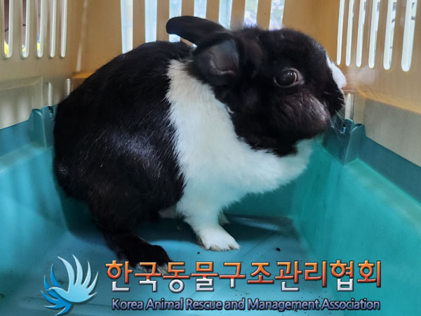 종료(입양) 토끼의…